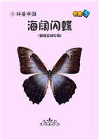 海阔闪蝶