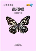 青斑蝶