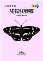 残锷线蛱蝶