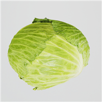 甘蓝