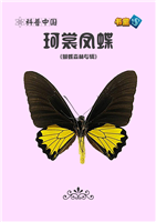 珂裳凤蝶