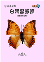 白带螯蛱蝶