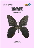 蓝凤蝶