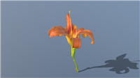 黄花菜