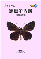 黑斑伞弄蝶