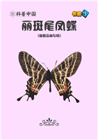 丽斑尾凤蝶