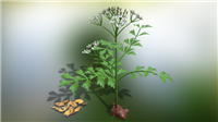 芎穹