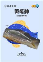 黄尾鲴