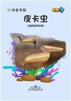 皮卡虫