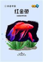 红金鱼