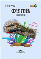 中华龙虾