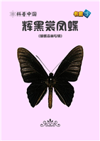 辉黑裳凤蝶