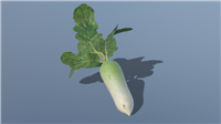 萝卜