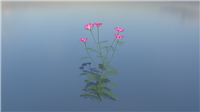 波斯菊