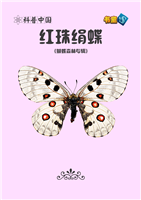 红珠绢蝶