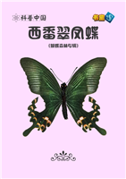 西番翠凤蝶