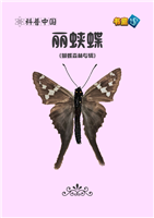 丽蛱蝶
