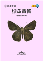 绿伞弄蝶