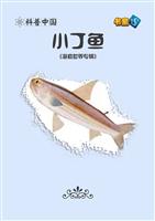 小丁鱼