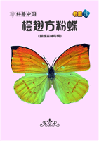 橙翅方粉蝶