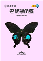 巴黎翠凤蝶