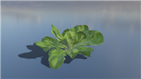 生菜