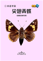 尖翅弄蝶