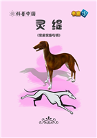 (Ⅰ)灵缇