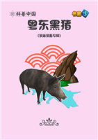 粤东黑猪(Ⅱ)