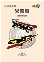 (1)火蝾螈