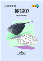 (2)黄鲷鱼