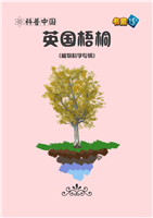 英国梧桐(2)