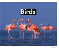 (1)Birds