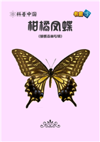 柑橘凤蝶