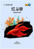 红斗鱼