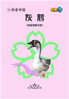 灰鹅
