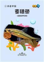 麦穗鱼