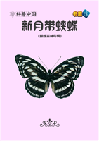 新月带蛱蝶