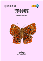 波蚬蝶