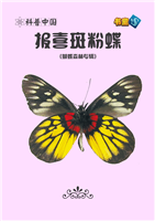 报喜斑粉蝶