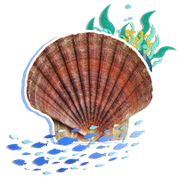 海湾扇贝