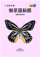 侧条斑粉蝶