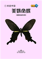 美姝凤蝶