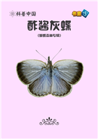 酢酱灰蝶