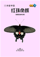 红珠凤蝶