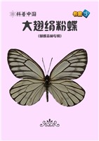 大翅绢粉蝶