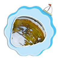 海贝