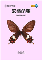 玄麝凤蝶