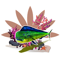 鯕鳅