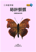枯叶蛱蝶